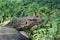 Way of life one of monitor lizard relax on riverside