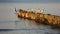 Way Of Living Seagull And Wooden Groynes On Baltic seaside