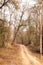 A way through Pench tiger reserve forest