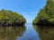 The way into the sea trough the amazing mangrove forest of Nusa Lamgongan islan, Bali, Indonesia. Mangrove boat ride of bali