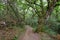 Way of St. James - Forest with oaks on a misty day