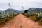 Way to mountains between agaves