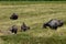 The way they were on the rice field of buffalos, Thailand