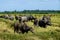 The way they were on the rice field of buffalos, Thailand