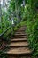 Way in wilderness , stairway in jungle