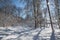 Way in winter forest in Little Carpathian hills