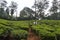 Wayanad tea estate , Kerala, India