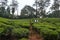 Wayanad tea estate , Kerala, India