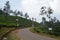 Wayanad tea estate , Kerala, India