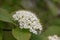 Wayfarer Viburnum lantana, cluster of creamy-white flowers