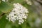 Wayfarer Viburnum lantana, cream-coloured flowers