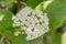 Wayfarer Viburnum lantana, creamy-white inflorescence