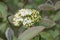 Wayfarer Viburnum lantana, flowers and leaves