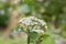 Wayfarer Viburnum lantana, side view scented creamy-white inflorescence