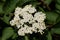Wayfaring Tree ( Viburnum lantana ) - Bloom