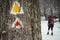 Waymarks painted on a tree in Romania.