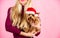 Ways to have merry christmas with pets. Girl attractive blonde hold dog pet pink background. Woman and yorkshire terrier