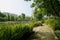 Wayside fern on verdant river shore in city of sunny summer morn