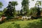 Wayside flowers and trees in sunny spring afternoon