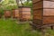 WBC Beehives in the Grass