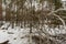 Weakened bent birch tree in a pine forest. Cloudy spring day with the last melting snow