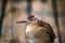 Weakened bird flight sea and sat on deck of ship.