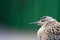 Weakened bird flight sea and sat on deck of ship.