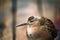 Weakened bird flight sea and sat on deck of ship.