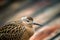 Weakened bird flight sea and sat on deck of ship.