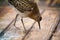 Weakened bird flight sea and sat on deck of ship.