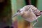 Weakened bird flight sea and sat on deck of ship.