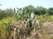 The wealth of Cypriot gardens, the fertility and generosity of nature near the ruined war village of Vrestia.