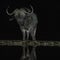 Weary African Savanna buffalo bull at Tamboti night hide