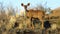 Weary greater kudu calf