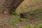 Weasel hiding in tall grass