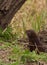 Weasel hiding in tall grass