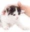 Weasel kitten hand on a white background