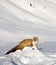 Weasel in mountain snow