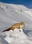 Weasel in mountain snow