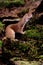 Weasel, Mustela nivalis