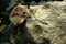 Weasel, mustela nivalis, Adult emerging from Rocks