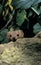 Weasel, mustela nivalis, Adult hidden behing a Rock, Normandy