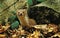 Weasel, mustela nivalis, Adult standing on Fallen Leaves, Normandy