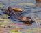 Weasel Photo and Image. Close-up front view swimming in water with water lily in its environment and habitat surrounding.Mink.