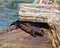 Weasel Photo and Image. Hiding under a dead log with a side view displaying wet brown fur in its environment. Mink.