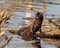 Weasel Photo and Image. Standing on a log on blur water with water lily in its environment and looking at. Mink.