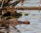 Weasel Photo and Image. Swimming in the water with water lily pads in its environment and habitat. Mink.