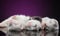 Weasel puppies sleep on purple background