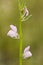 weasel\'s snout (Misopates orontium) flower