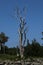 A weather bleached dead tree on the edge of a rock wall